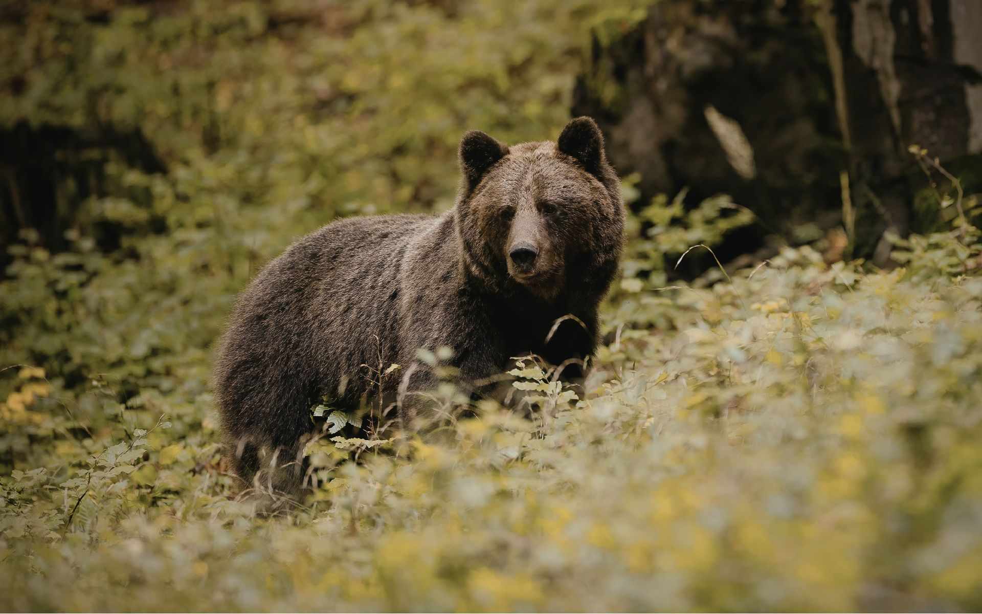 Szkolenia z bezpieczeństwa w terenie występowania niedźwiedzi